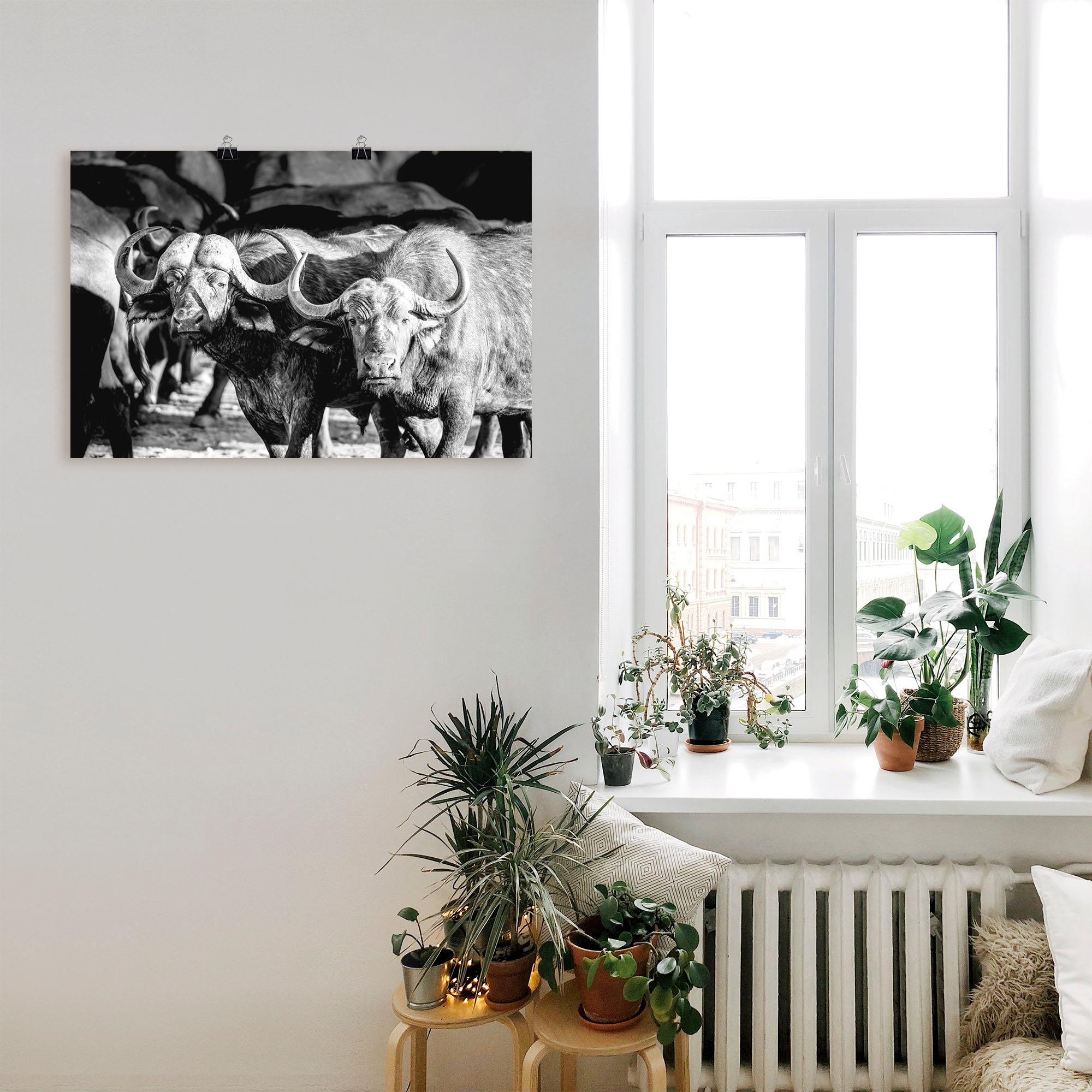 Artland Wandbild »Büffel«, Wildtiere, (1 St.), als Alubild, Leinwandbild,  Wandaufkleber oder Poster in versch. Größen bequem bestellen