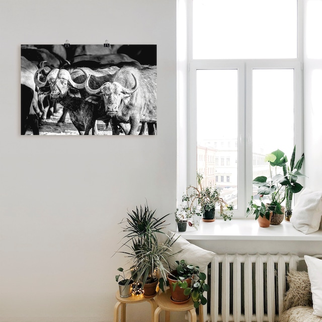 Artland Wandbild »Büffel«, Wildtiere, (1 St.), als Alubild, Leinwandbild,  Wandaufkleber oder Poster in versch. Größen bequem bestellen