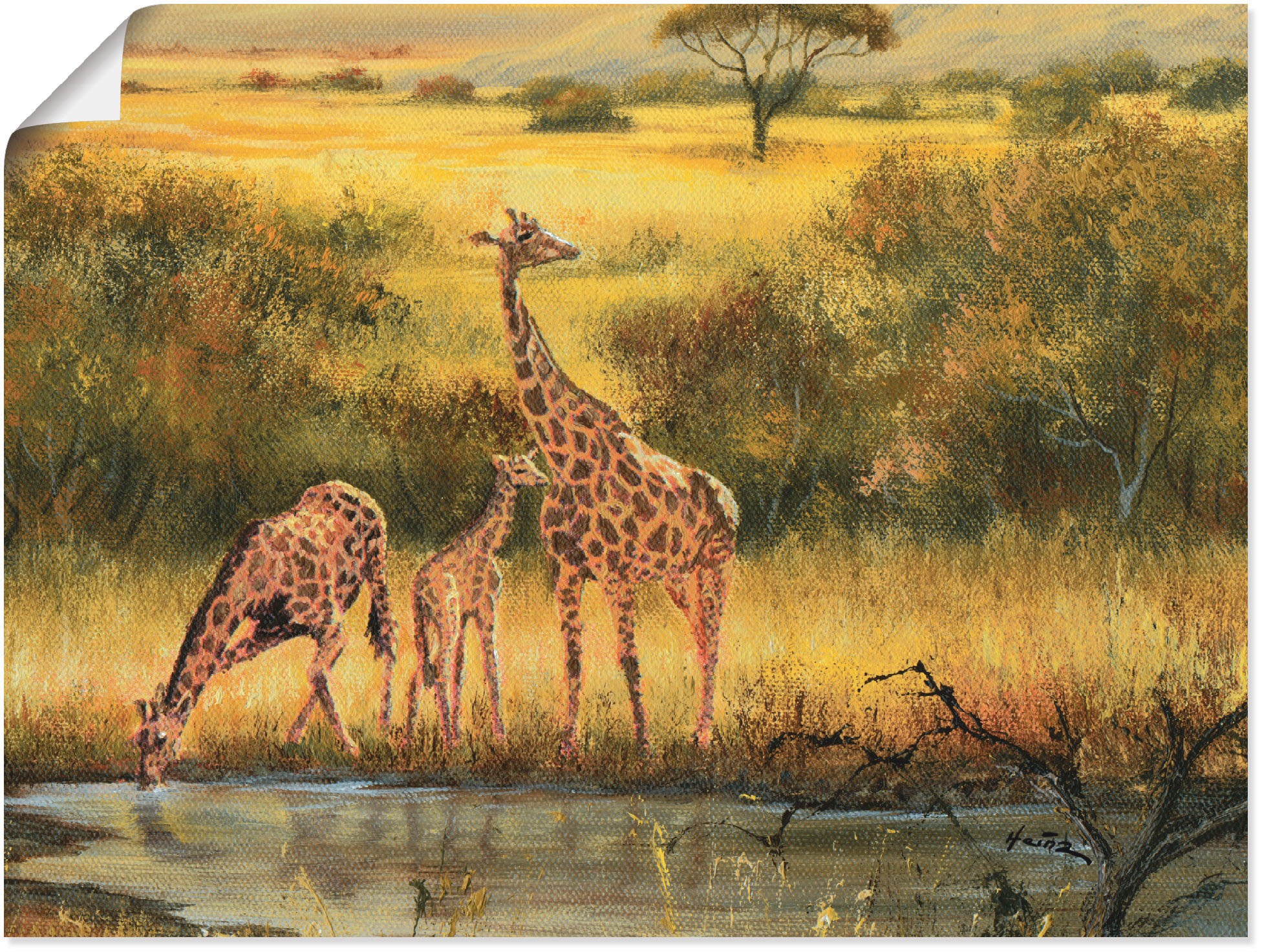 St.), bequem Artland (1 versch. »Giraffen«, Leinwandbild, als Alubild, Wandbild Poster Wandaufkleber oder bestellen in Größen