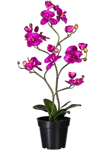 Creativ green Kunstorchidee »Phalaenopsis«, (1 St.) kaufen