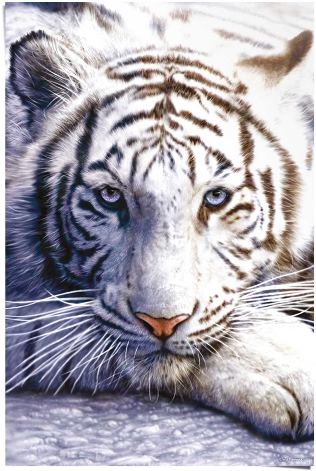 Reinders! Poster »Weißer Tiger«, (1 St.) bequem bestellen