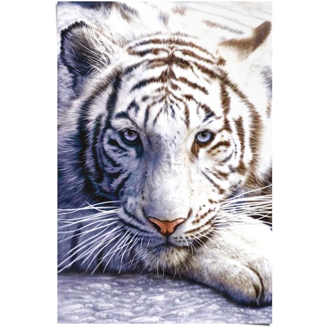 Tiger«, St.) Poster Reinders! (1 bequem bestellen »Weißer