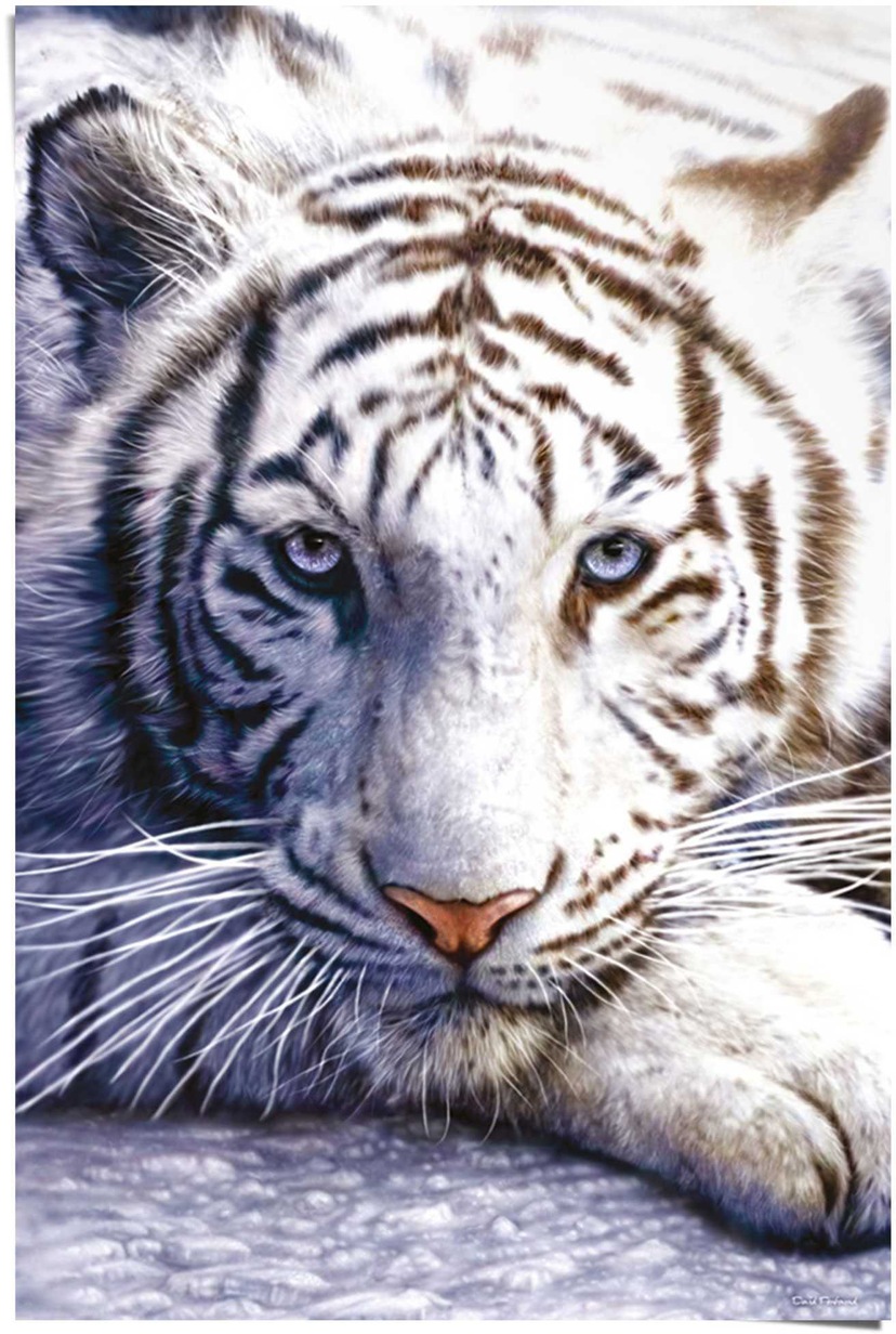 Reinders! Poster »Tigerblick«, (1 St.) bequem kaufen