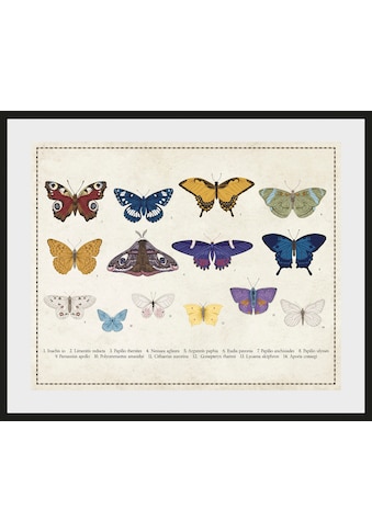 queence Bild »Liane«, Schmetterlinge, (1 St.) kaufen