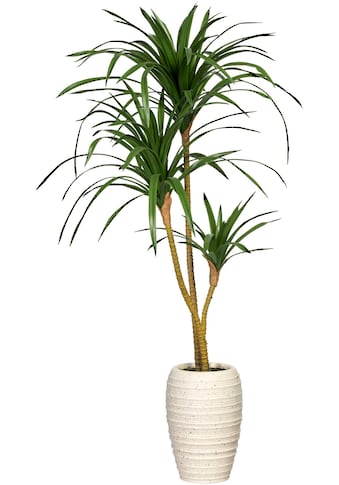 Creativ green Künstliche Zimmerpflanze »Dracaena marginata«, (1 St.), in Keramikvase kaufen