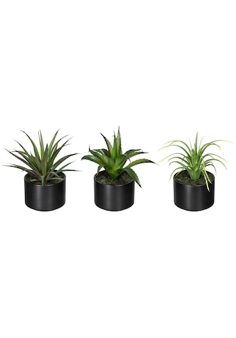 Creativ green Künstliche Zimmerpflanze »Set aus Aloe, Agave und Tillandsie«, (3 St.),... kaufen