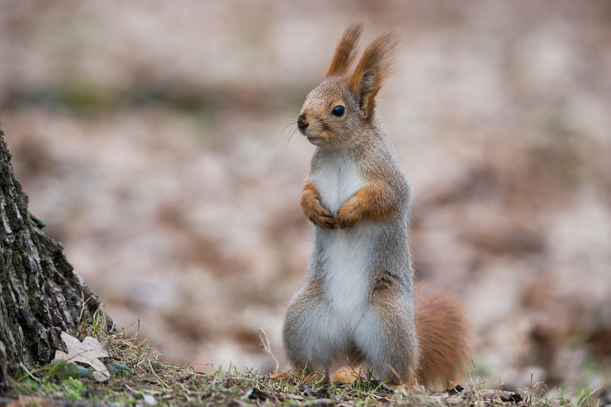 Fototapete »Eichhörnchen«