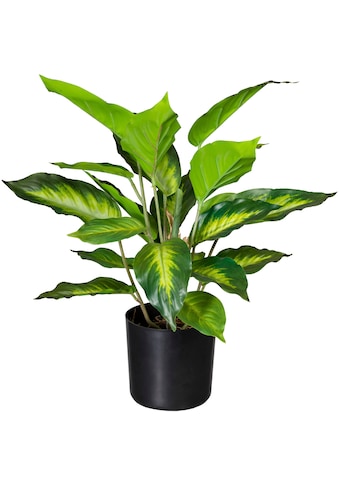 Creativ green Künstliche Zimmerpflanze »Dieffenbachia«, (1 St.) kaufen
