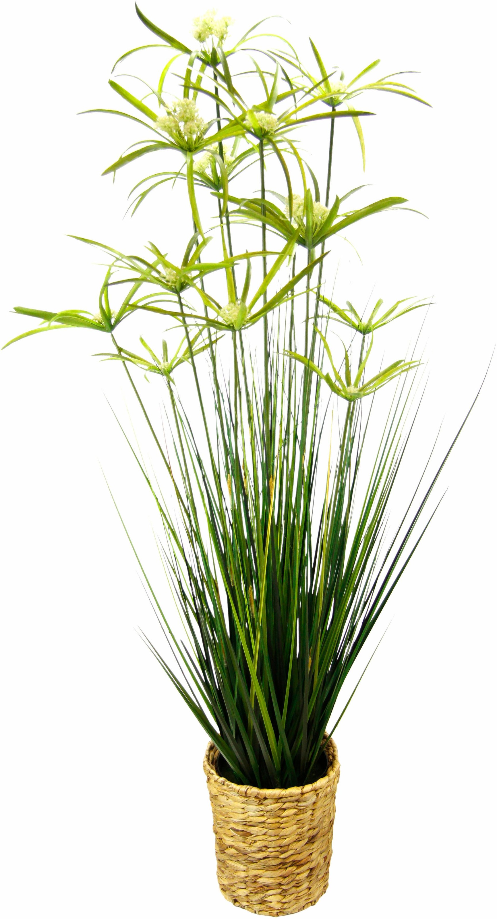I.GE.A. Kunstpflanze »Zyperngras in kaufen online XXL Jahren mit Garantie | Wasserhyazinthentopf« 3