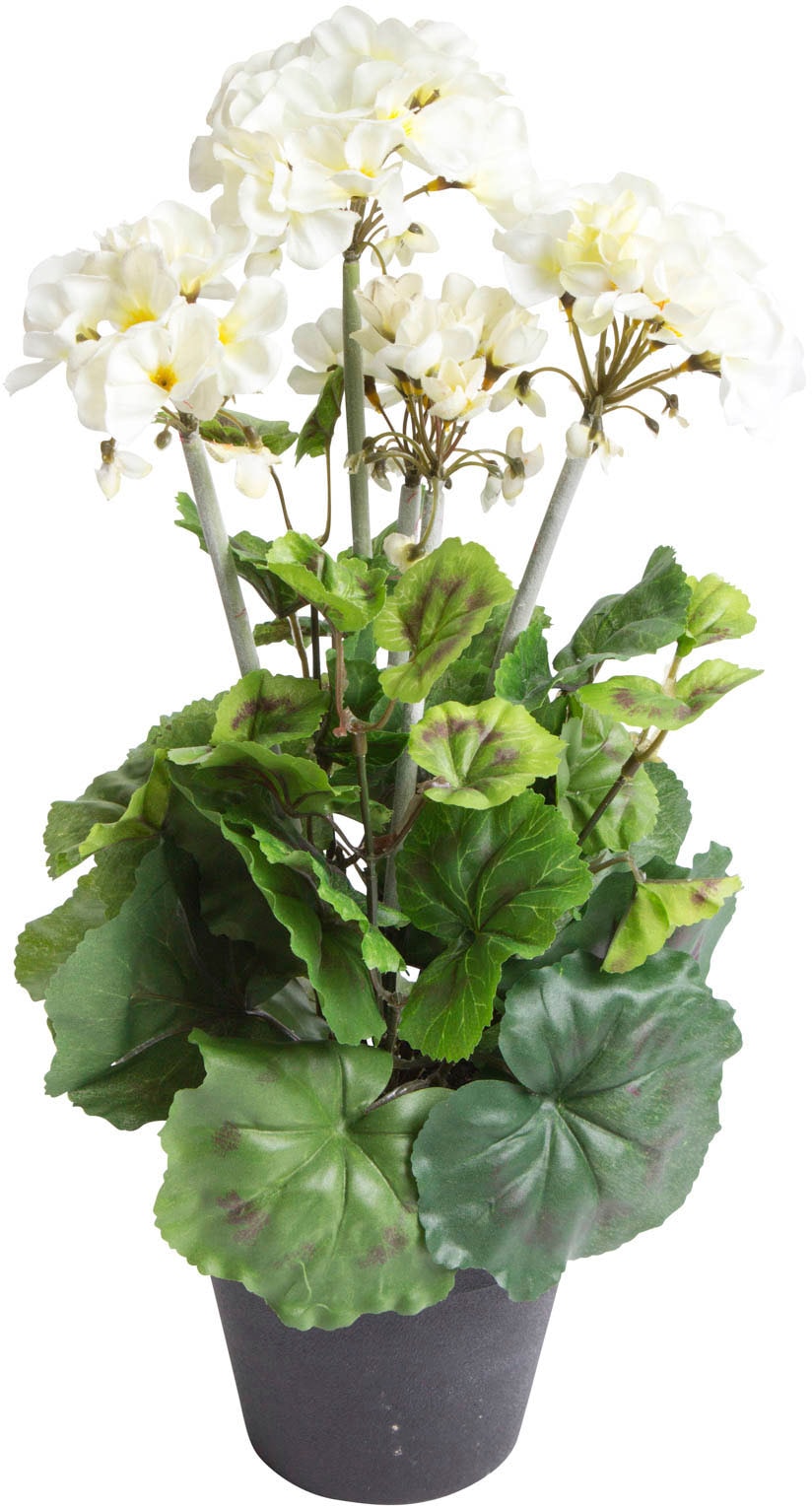 Botanic-Haus Künstliche Zimmerpflanze schwarzen Rechnung »Geranienbusch auf bestellen im Kunststofftopf«