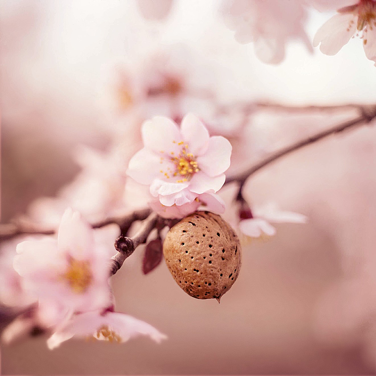 WELEDA Körperöl »Weleda Schwangerschafts-Pflegeöl« für alle Hauttypen geeignet, feuchtigkeitsspendend