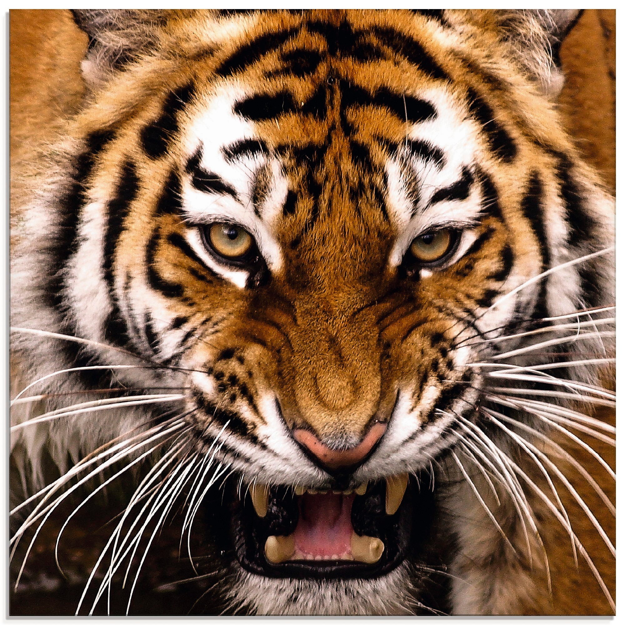in Artland St.), Wildtiere, kaufen verschiedenen Glasbild »Tiger Raten Kopf«, auf Größen (1