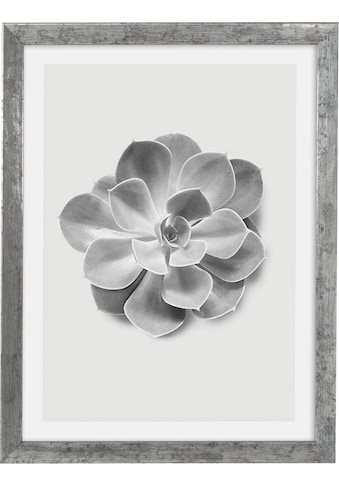 Bild mit Rahmen »Succulent Aeonium«