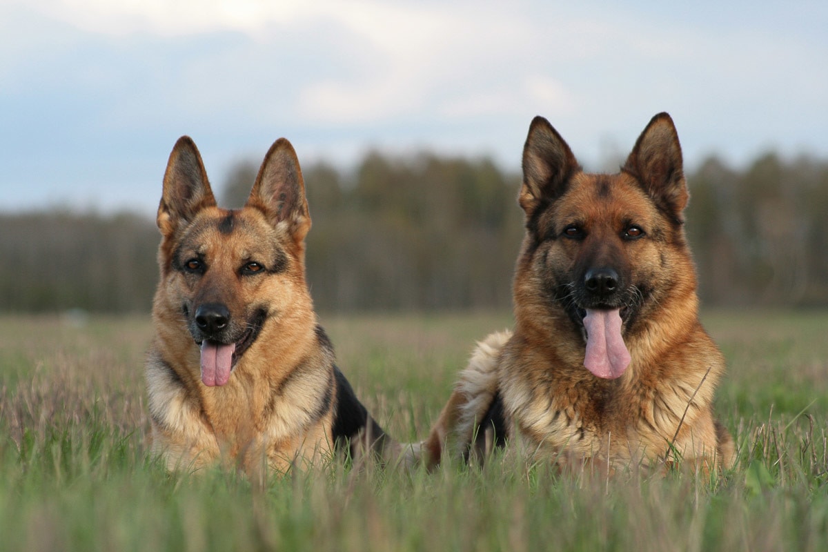 Fototapete »Deutsche Schäferhunde«