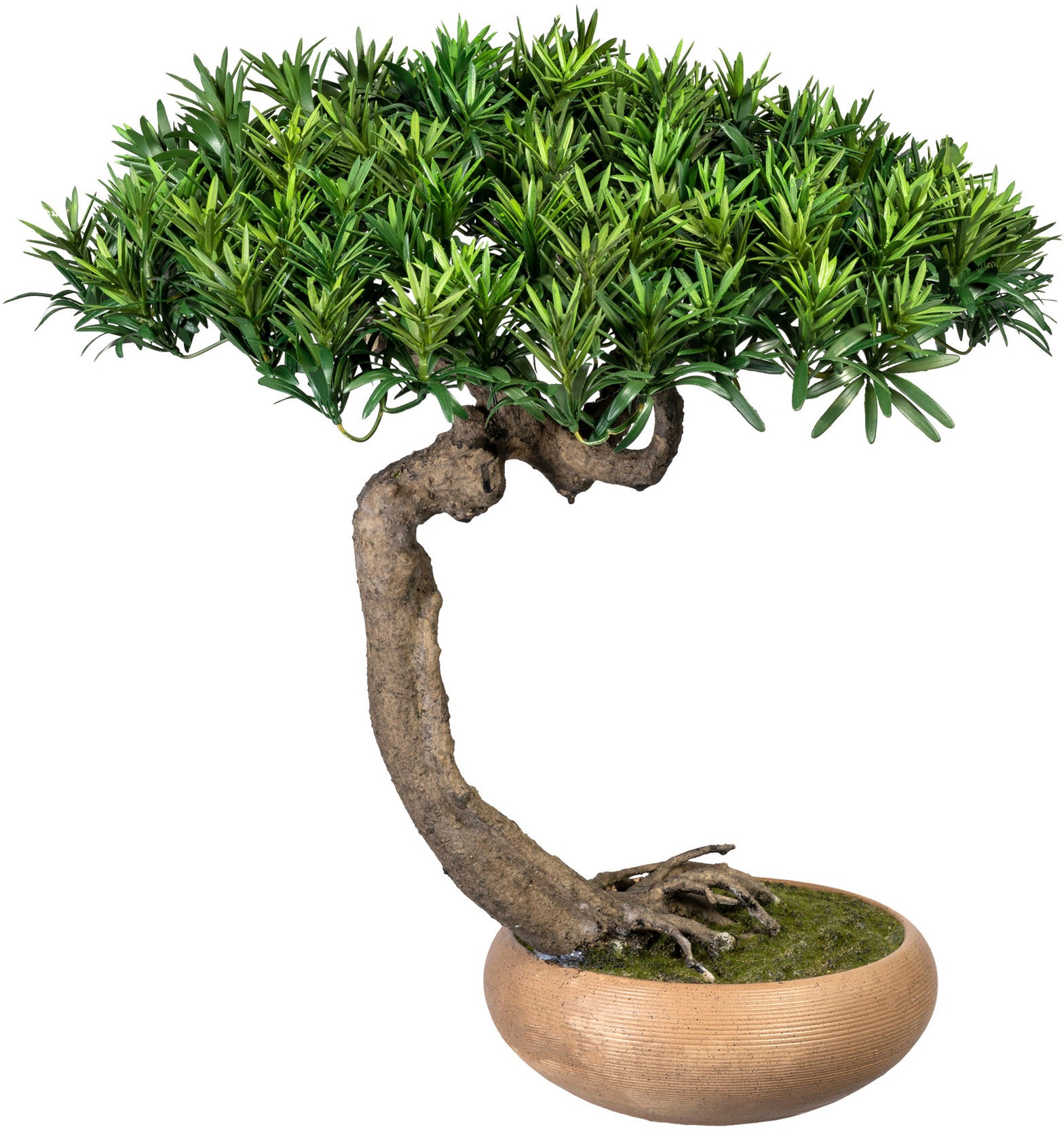Creativ green Kunstbonsai kaufen Podocarpus Shankan«, bequem »Bonsai in Keramikschale