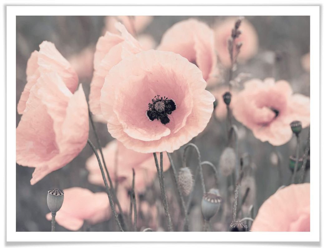 Raten »Rosa Blumen, Poster auf (1 bestellen Wall-Art Mohnblume«, St.)