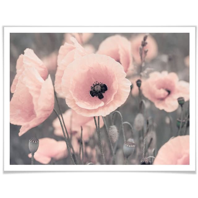 Wall-Art Poster »Rosa Mohnblume«, Blumen, (1 St.) auf Raten bestellen