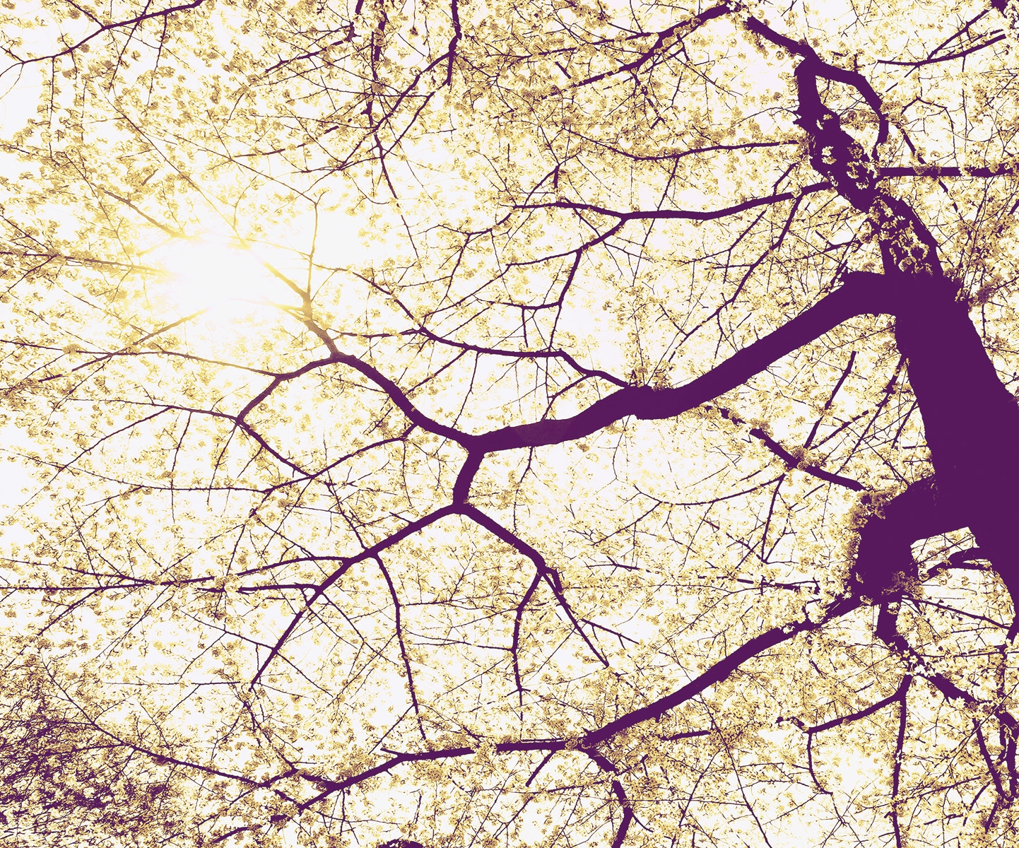Komar Fototapete »Vlies Fototapete - Sunshine - Größe 300 x 250 cm« Motiv | bedruckt glatt