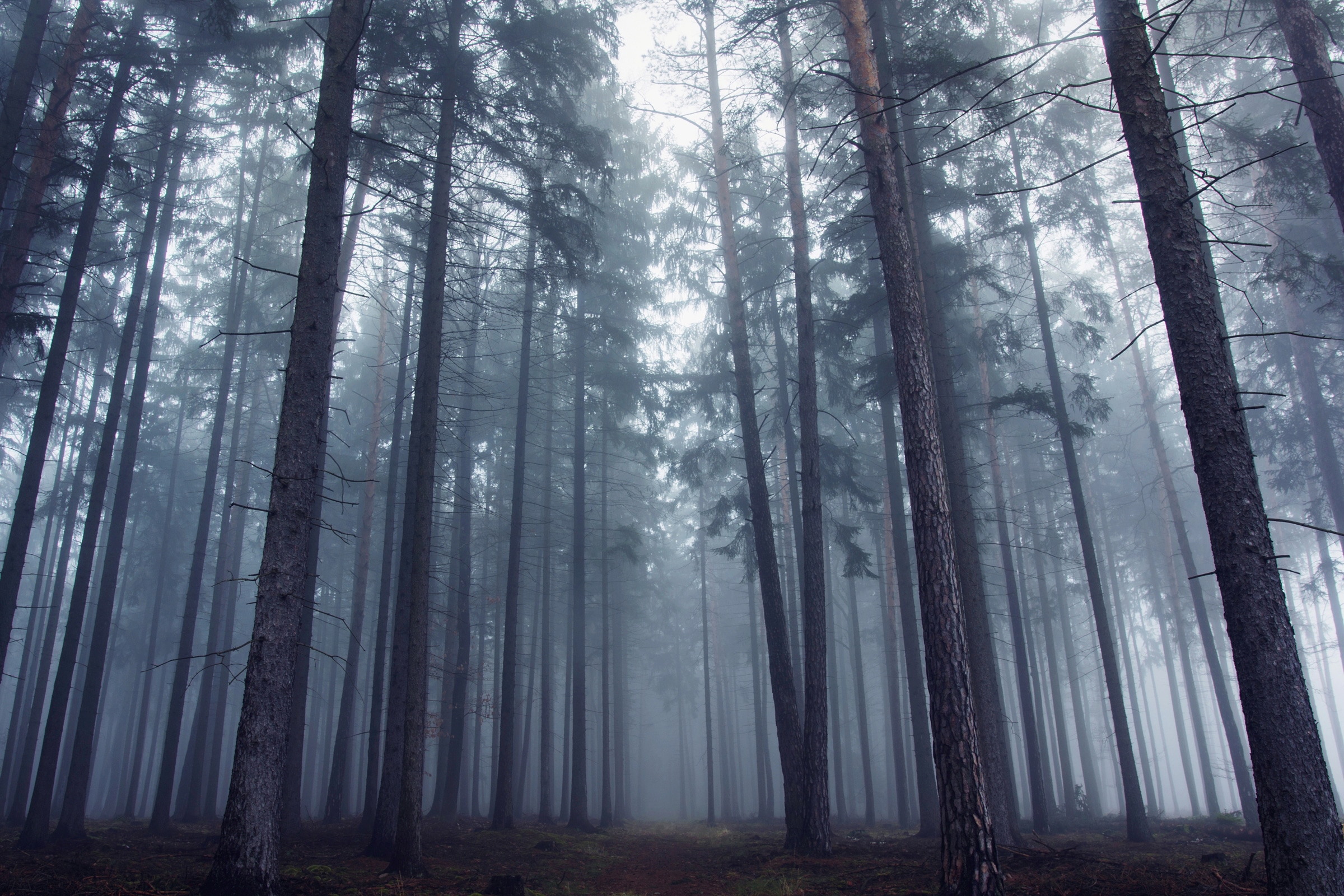 Papermoon, Fototapete »Photo-Art DAVID CHAROUZ, GEHEIMNISVOLLER NEBLIGER WALD«, bunt, Vlies, B/L: 2 m x 1,49 m - Bahnen: 4 Stk., bunt