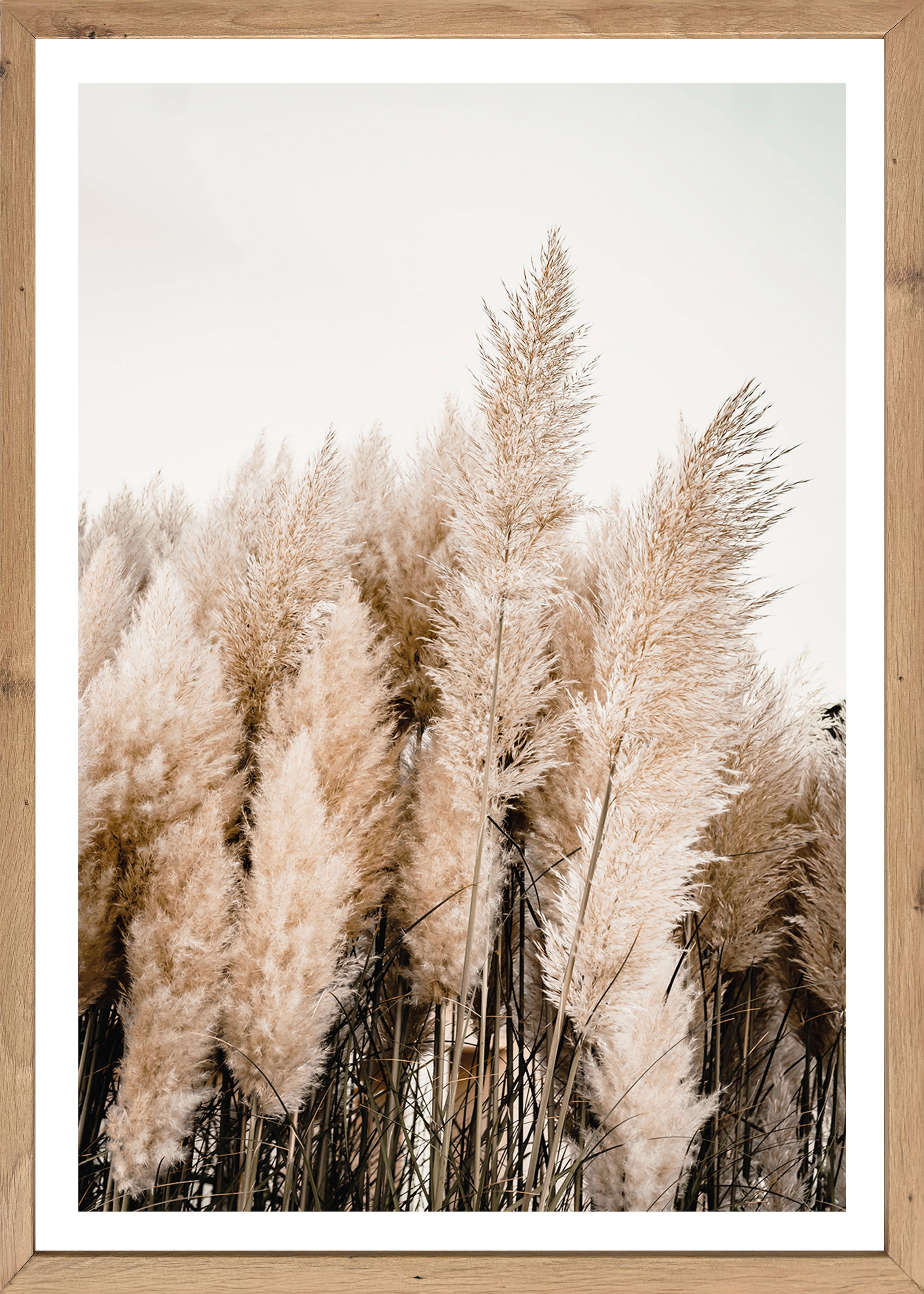 Bönninghoff Bild mit Rahmen "Wandbild gerahmt PAMPASGRAS 50x70 cm – Natürliches Gräsermotiv in" Gräser  Natur  Pflanzen  Pflanzenbilder 1 Stk. tlg. mit dekorativem Rahmen