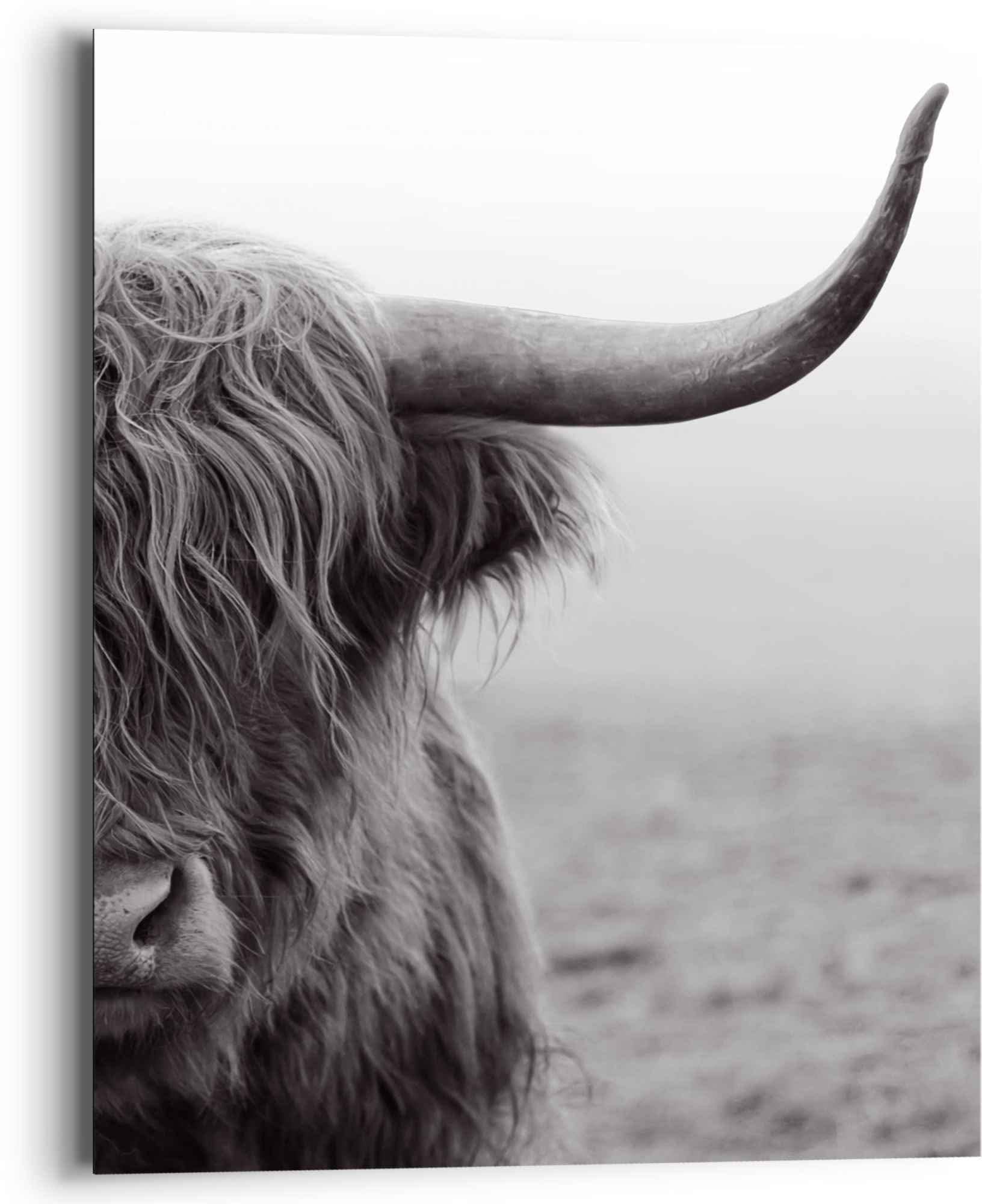 Reinders! Nahaufnahme bestellen - Wandbild Bulle Tiermotiv St.) Hochlandrind«, »Wandbild Highlander Kuh, bequem (1 -