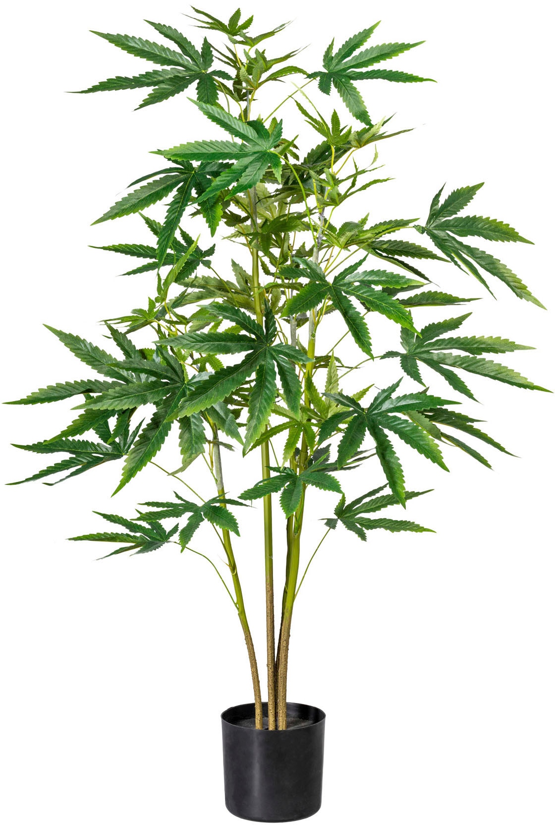 Künstliche Zimmerpflanze »Zierhanfpflanze«