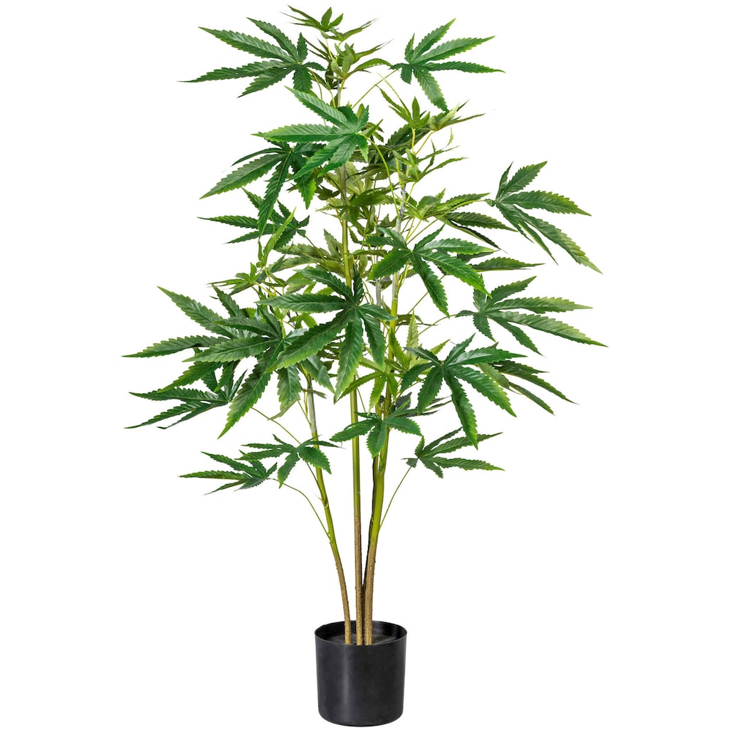 Creativ green Künstliche Zimmerpflanze »Zierhanfpflanze«