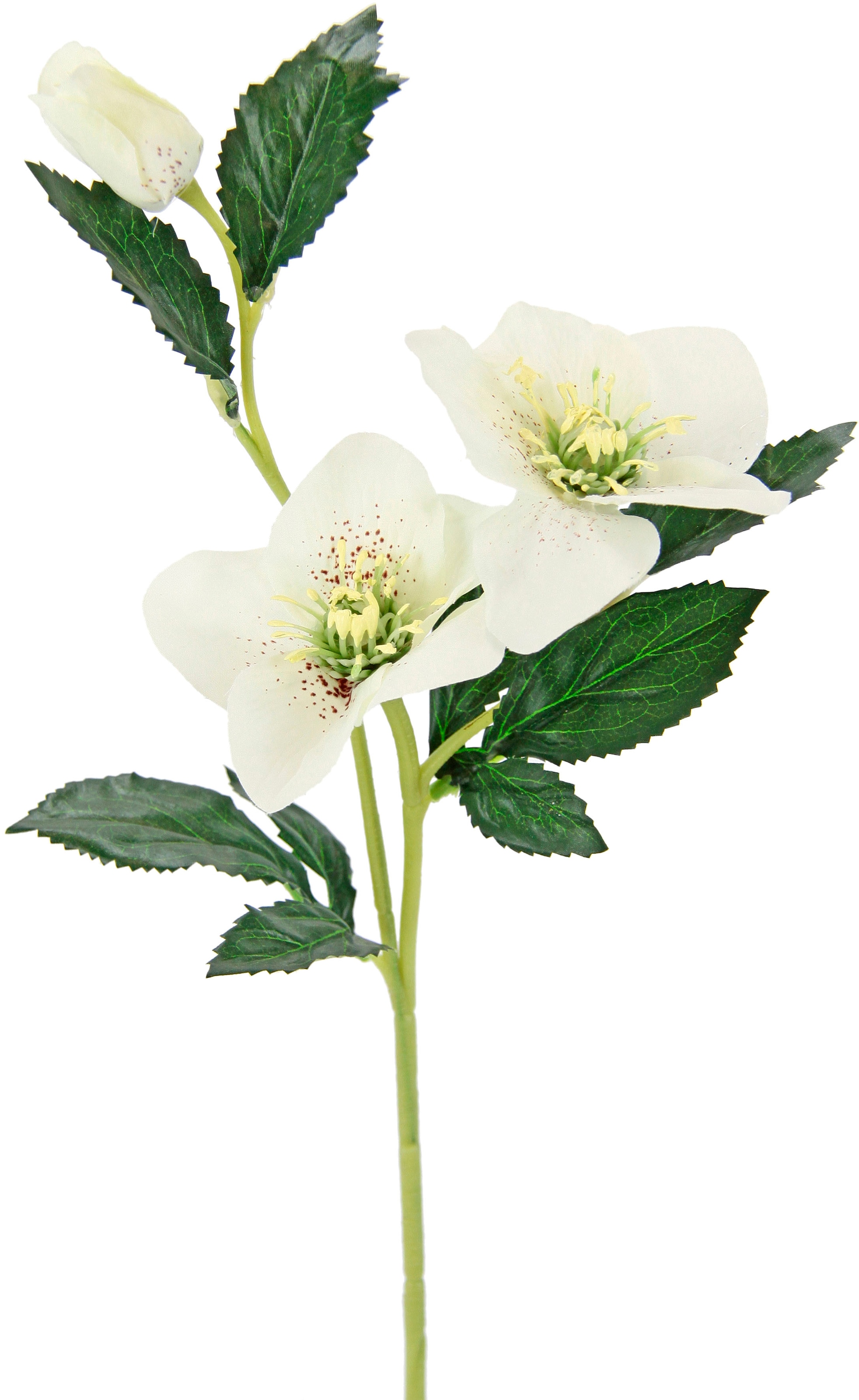 I.GE.A. Kunstblume »Christrose«, kaufen Set 5er Seidenblumen, Künstlich bequem