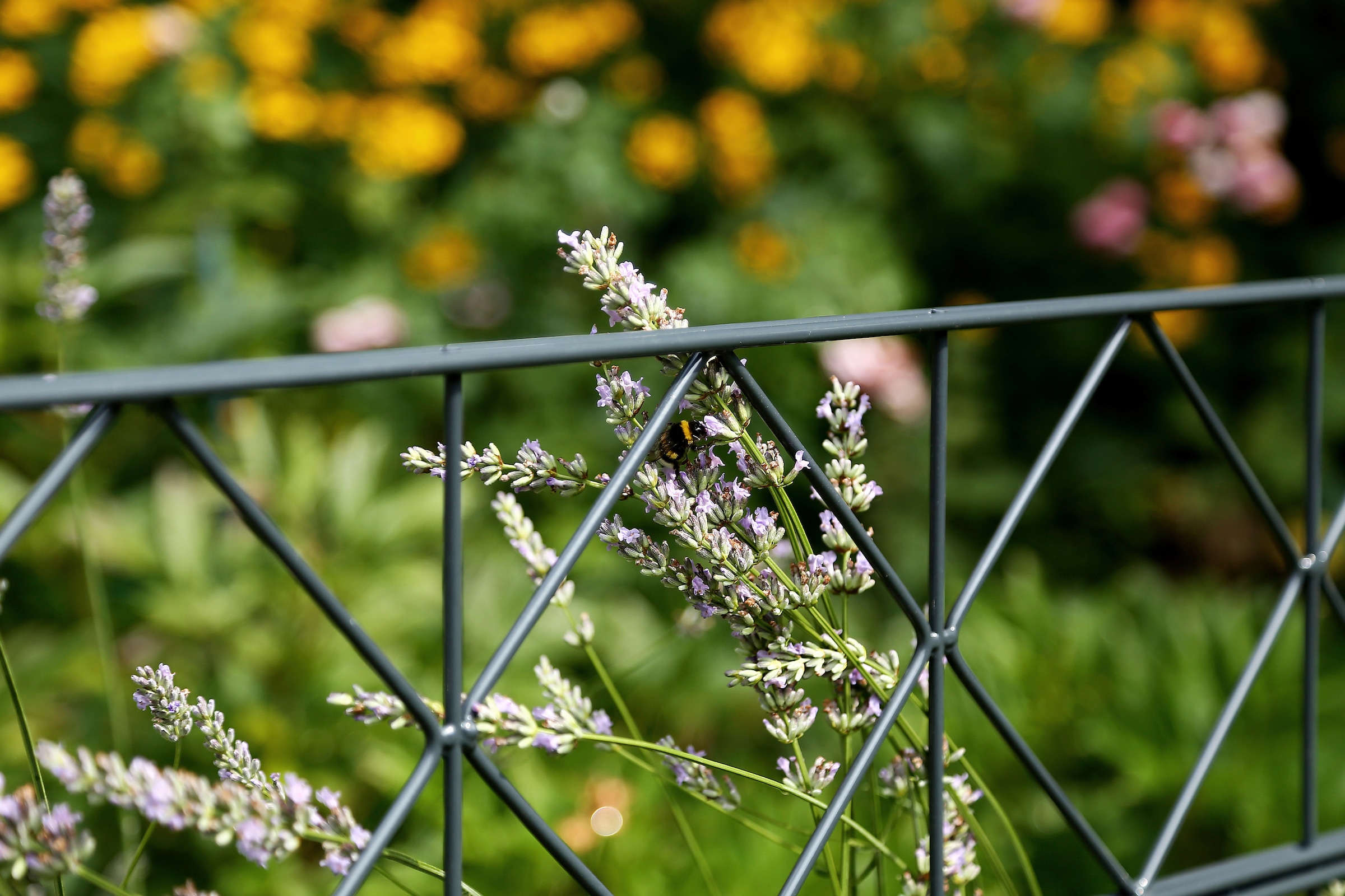 Alberts Doppelstabmattenzaun »Bergen« anthrazit, Höhe: 100-160cm, Gesamtlänge: 10-20m, zum Einbetonieren