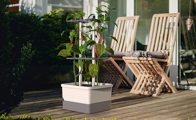 Gusta Garden Pflanzkübel »Charly Chili«