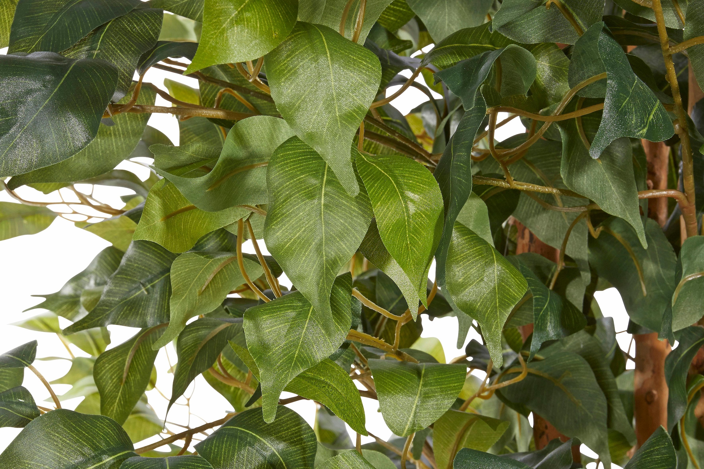 | »Ficus kaufen mit Kunstpflanze Creativ Garantie 3 Jahren XXL Benjamini« online green