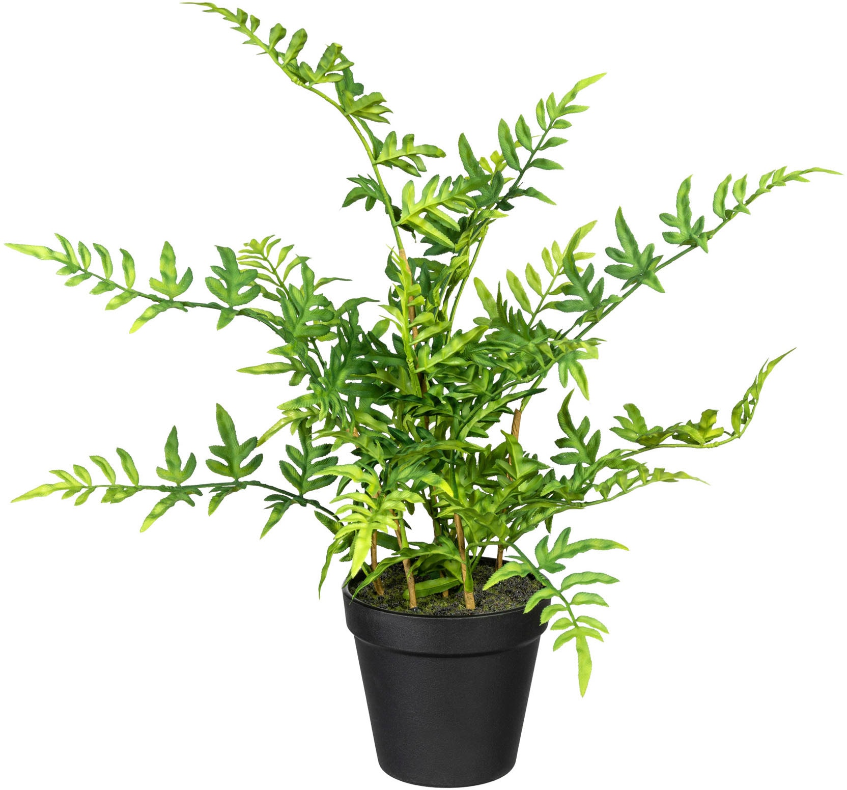 green »Japanischer kaufen Künstliche Zimmerpflanze bequem Farn« Creativ