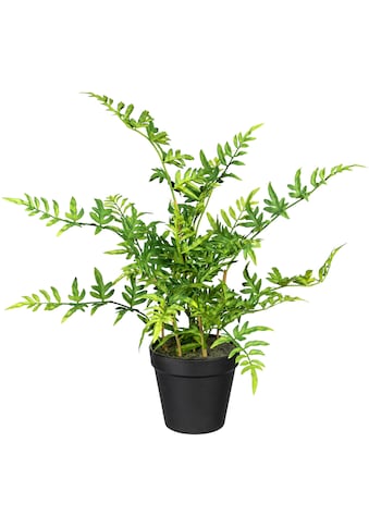 Creativ green Künstliche Zimmerpflanze »Japanischer Farn«, (1 St.) kaufen