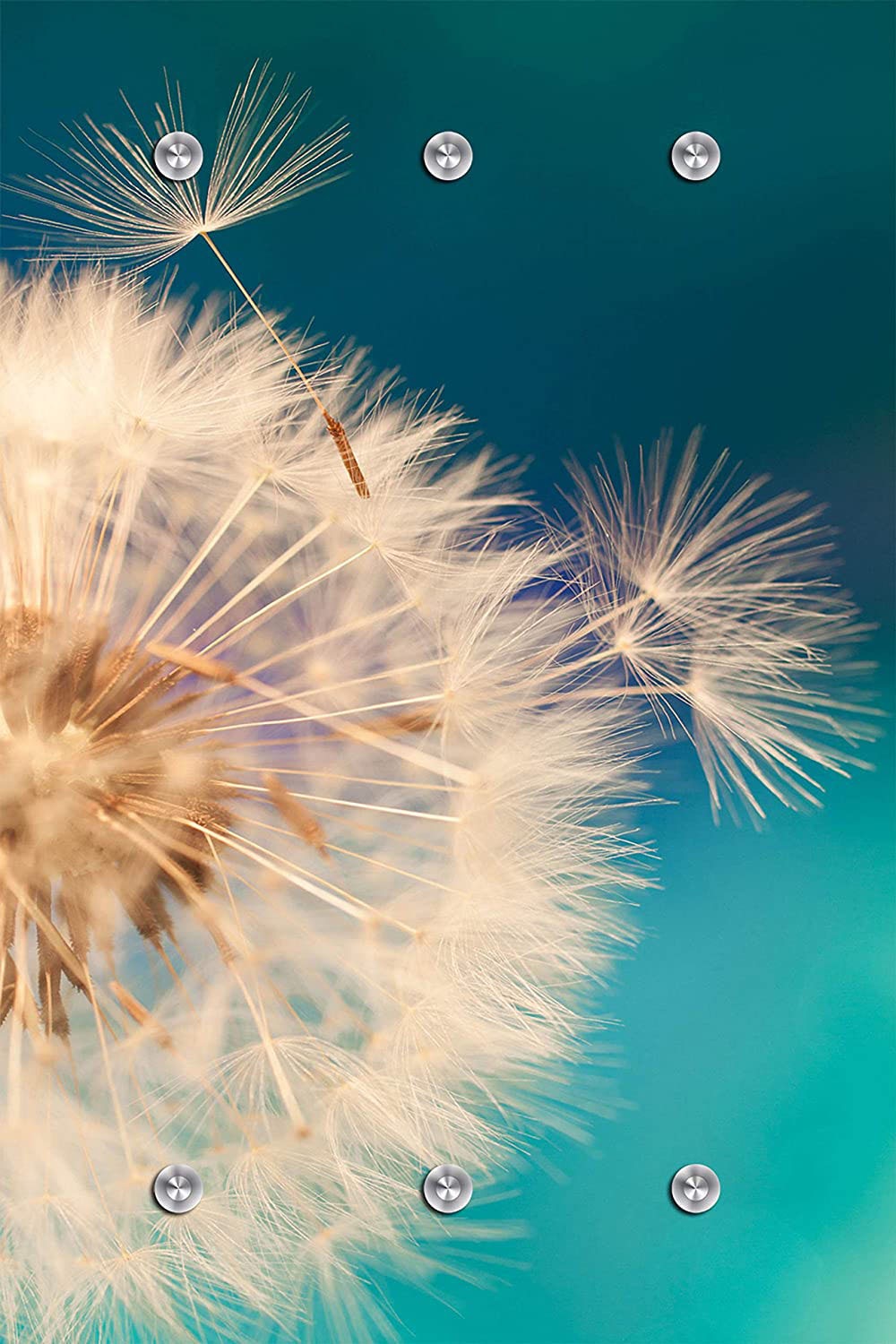 queence Garderobenleiste »Anneli«, Wand Garderobe, Blume, Pusteblume, platzsparend