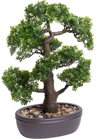 Botanic-Haus Kunstbonsai »Ficus Bonsai«, (1 St.) kaufen