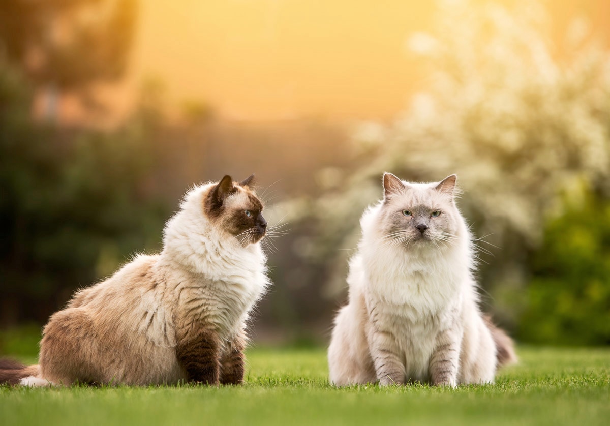 Papermoon Fototapete »Katzen«, Vliestapete, hochwertiger Digitaldruck, inklusive Kleister kaufen