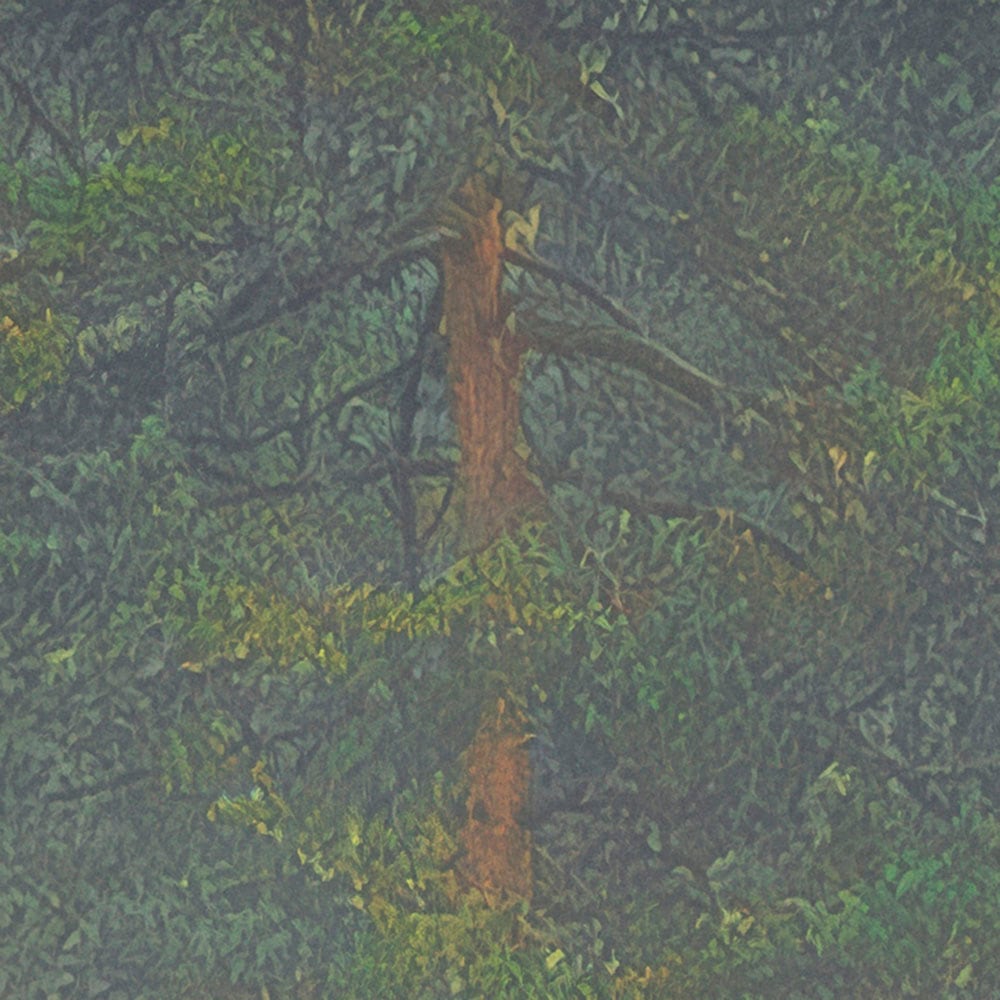 Komar Fototapete »Vlies Fototapete - Mystical Firs - Größe 400 x 250 cm« Motiv | bedruckt glatt