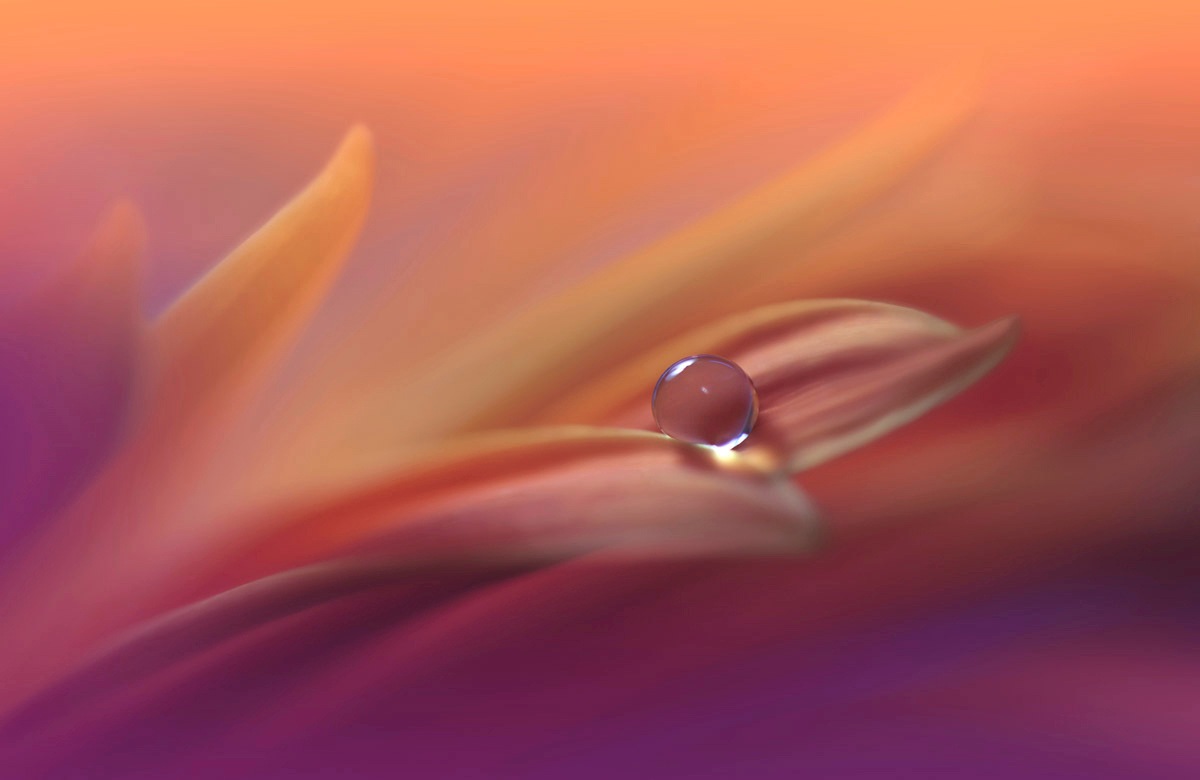 Papermoon Fototapete »Zen Wassertropfen mit Blume Makro«