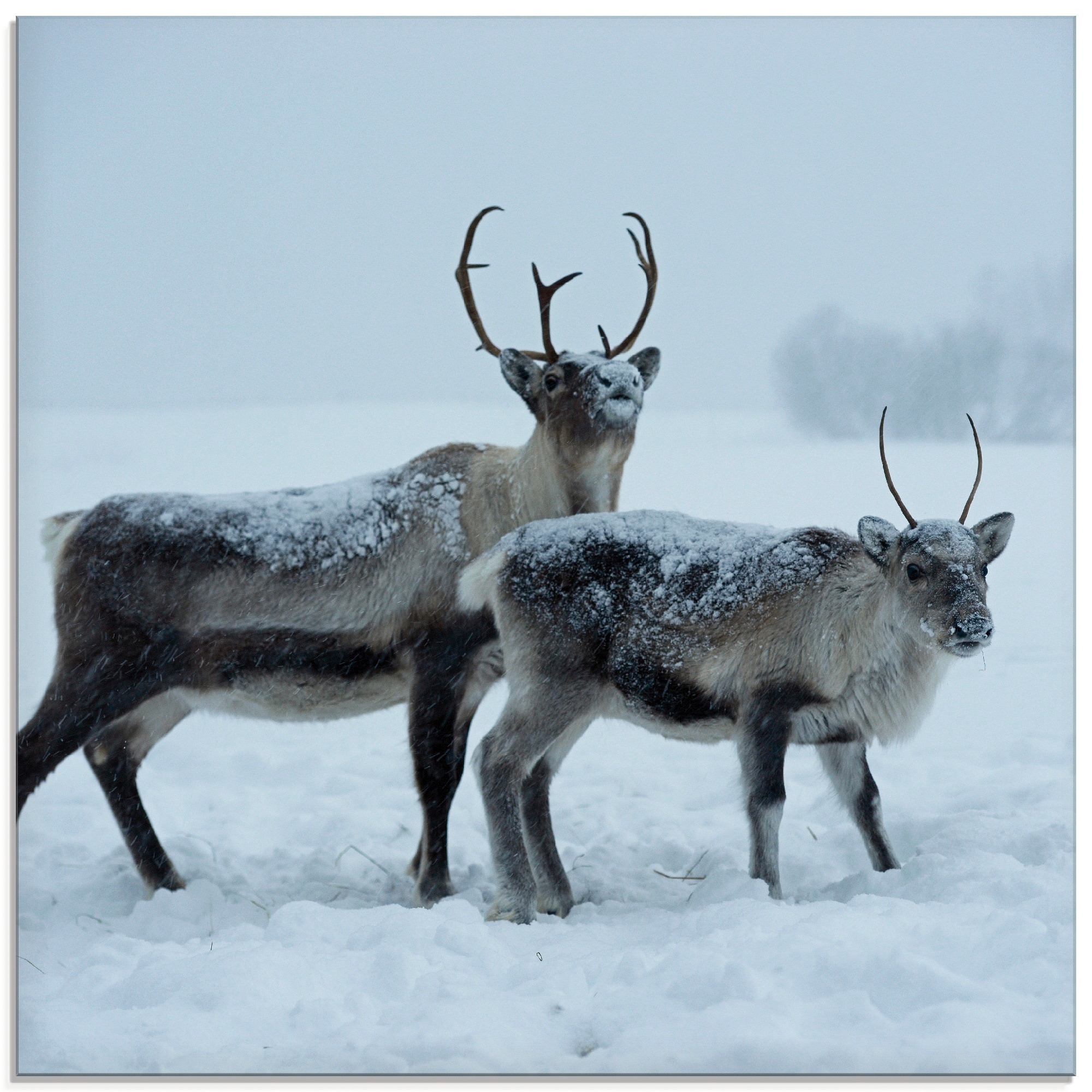 Glasbild »Rentier«, Wildtiere, (1 St.), in verschiedenen Größen