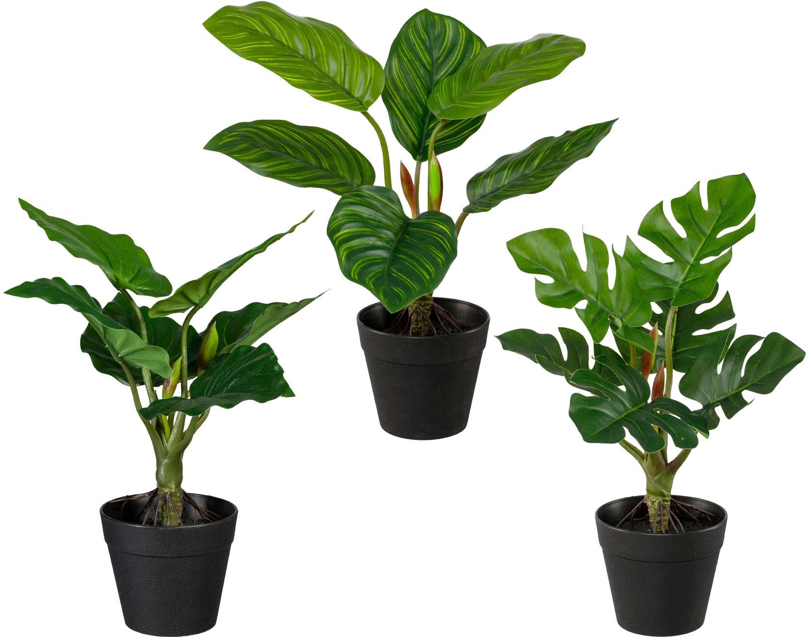 Creativ green Künstliche Zimmerpflanze »Set aus Grünpflanzen«, 3er Set auf  Rechnung kaufen