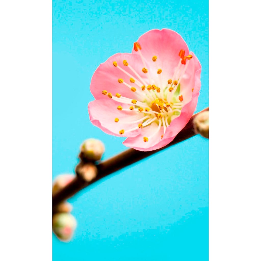 Komar Vliestapete »Peach Blossom«