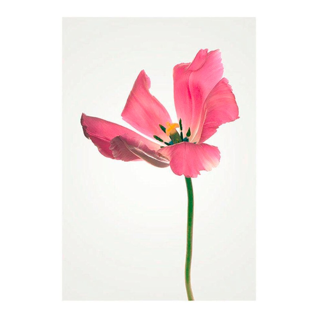 Komar Poster »Tulip«, Blumen, (1 St.)