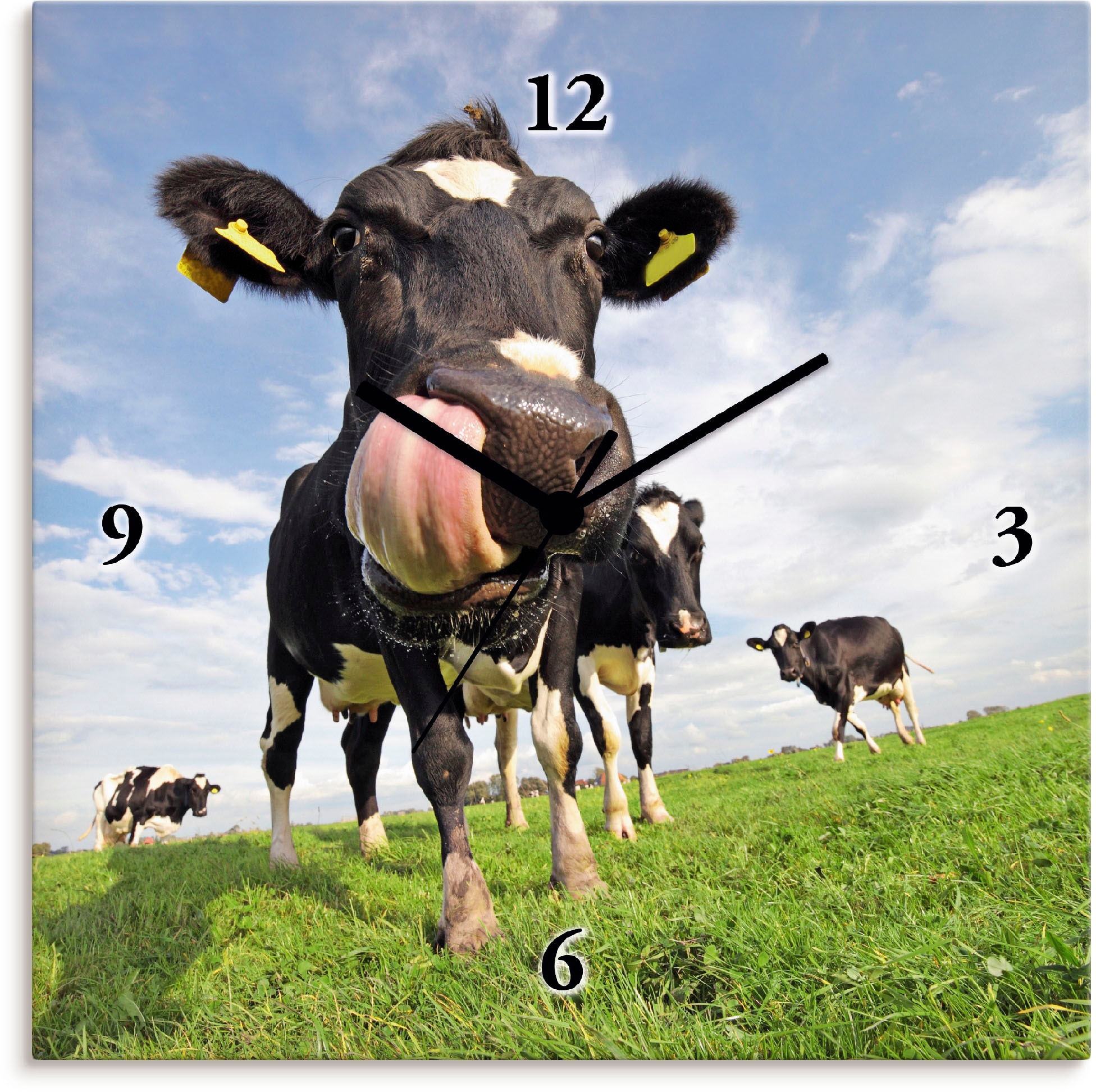 Artland Wanduhr Zunge«, gewaltiger ohne Quarz- Tickgeräusche Rechnung »Holstein-Kuh mit mit oder auf bestellen lautlos Funkuhrwerk, wahlweise