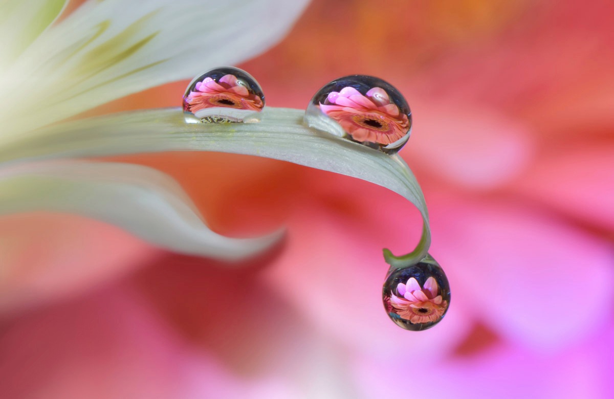 Fototapete »Zen Wassertropfen mit Blume Makro«