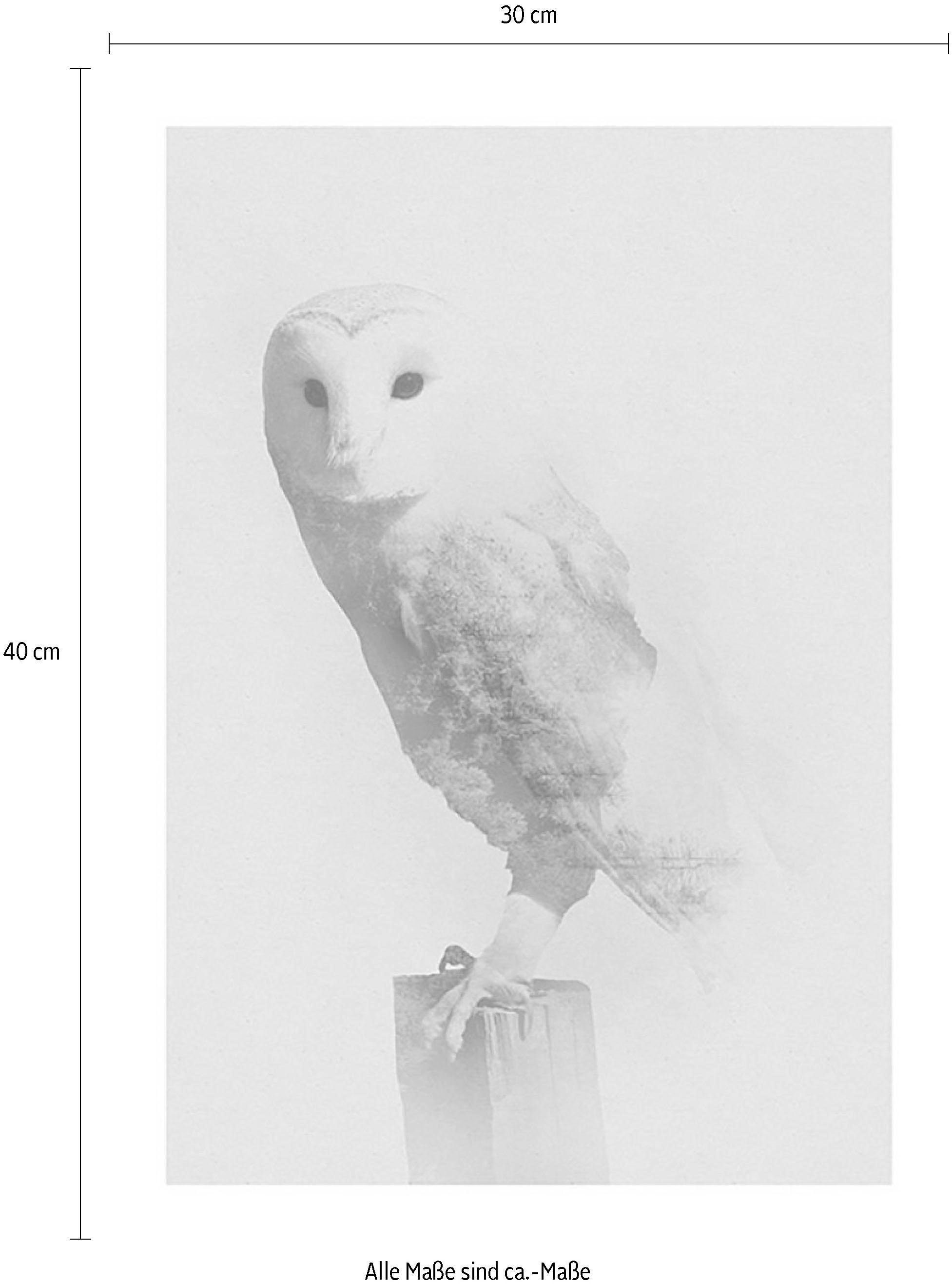 Komar Poster »Animals Forest Owl«, Tiere, (1 St.), Kinderzimmer, Schlafzimmer, Wohnzimmer
