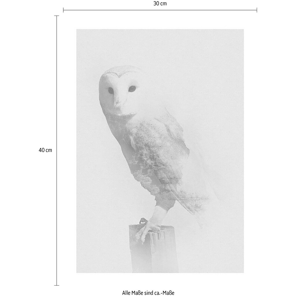 Komar Poster »Animals Forest Owl«, Tiere, (1 St.)