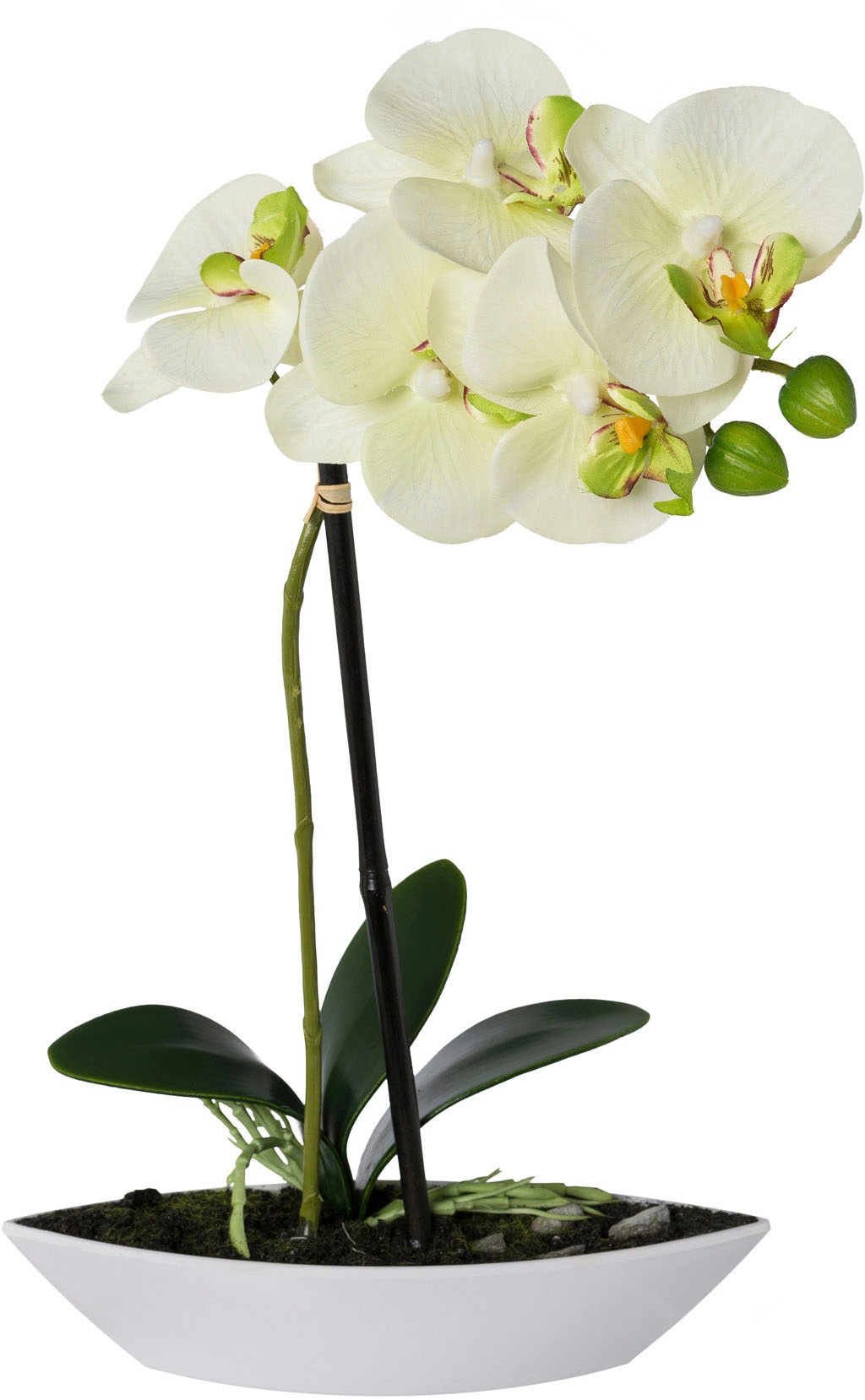 Creativ green Kunstorchidee »Phalaenopsis«, 2er Set, in Kunststoffschale