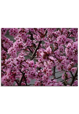 Glasbild »Japanische Zierkirschen Blüte«, Bäume, (1 St.), in verschiedenen Größen