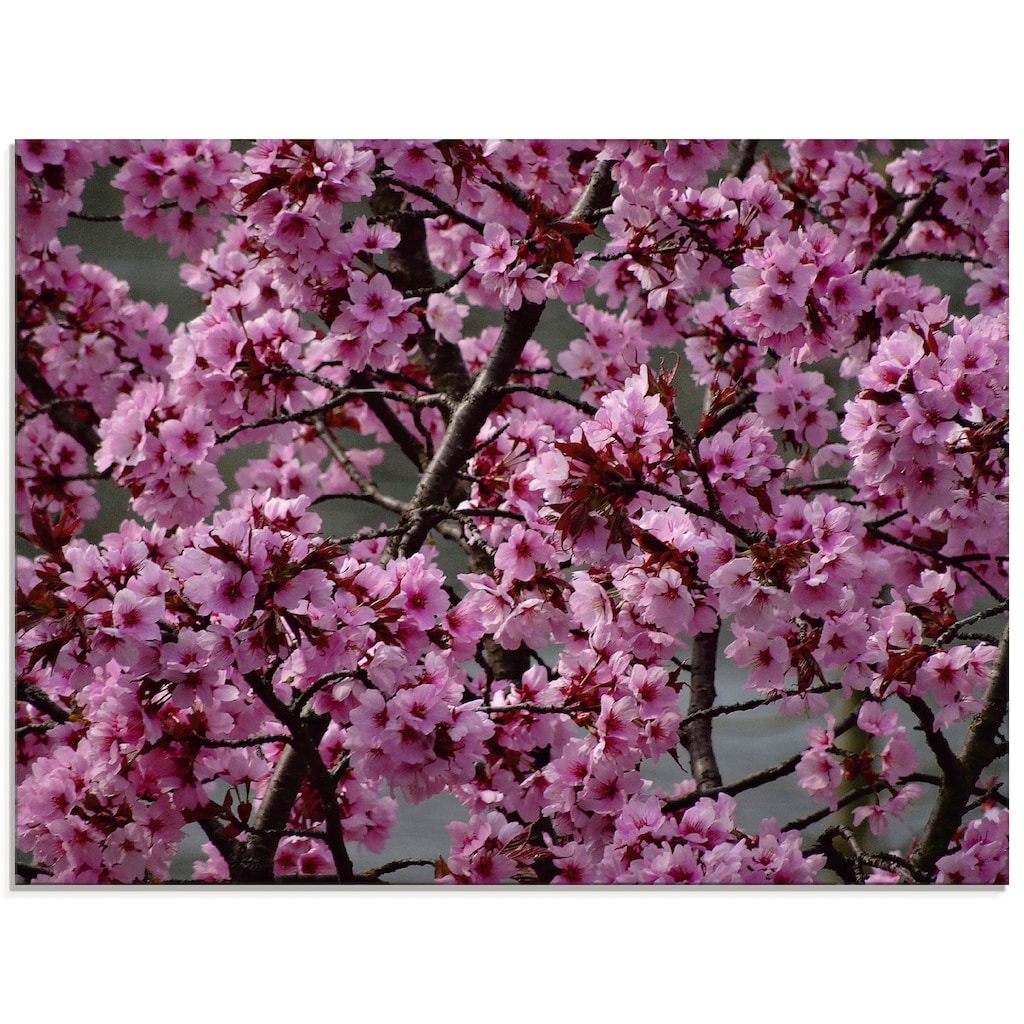 Artland Glasbild »Japanische Zierkirschen Blüte«, Bäume, (1 St.)