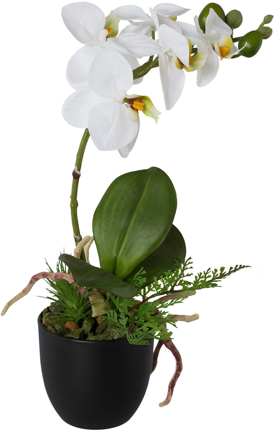 Creativ bestellen green bequem Kunstorchidee Set, 2er Kunststofftopf »Phalaenopsis«, im